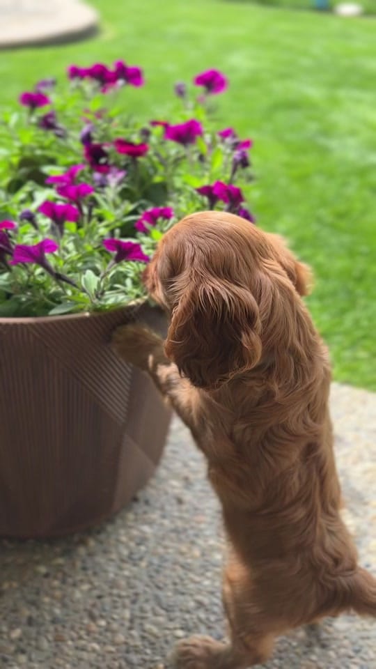 Post 7 by Amanda | Beau & Bear 🐾 on TikTok (video)