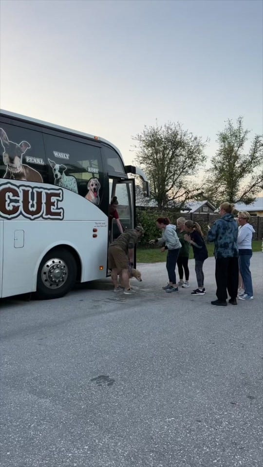 Post 9 by Big Dog Ranch Rescue on TikTok (video)