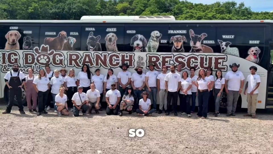 Post 2 by Big Dog Ranch Rescue on TikTok (video)