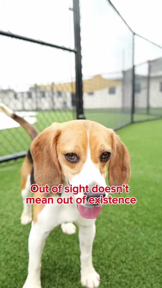 Post 3 by Big Dog Ranch Rescue on TikTok (video)