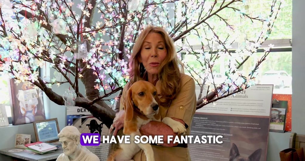 Post 6 by Big Dog Ranch Rescue on TikTok (video)