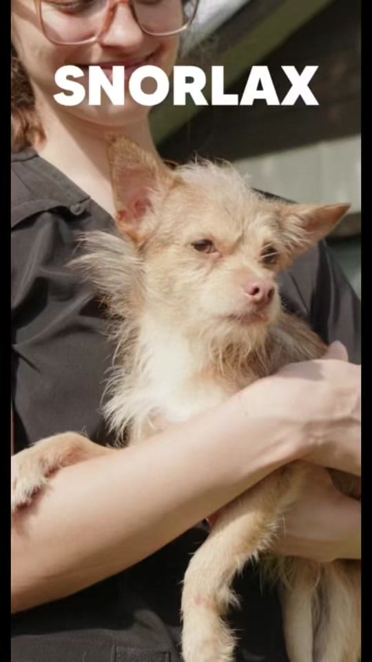 Post 4 by Big Dog Ranch Rescue on TikTok (video)
