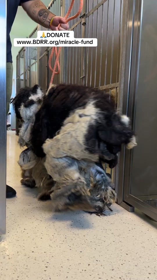 Post 8 by Big Dog Ranch Rescue on TikTok (video)
