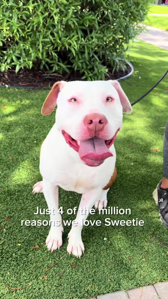 Post 5 by Big Dog Ranch Rescue on TikTok (video)