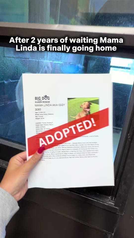 Post 7 by Big Dog Ranch Rescue on TikTok (video)