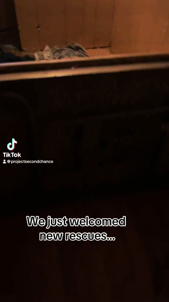 Post 9 by ProjectSecondChance on TikTok (video)