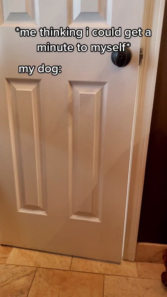 Post 2 by Truman the Bernedoodle on TikTok (video)