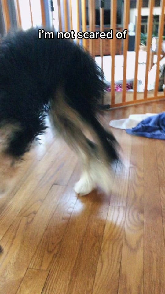 Post 7 by Truman the Bernedoodle on TikTok (video)