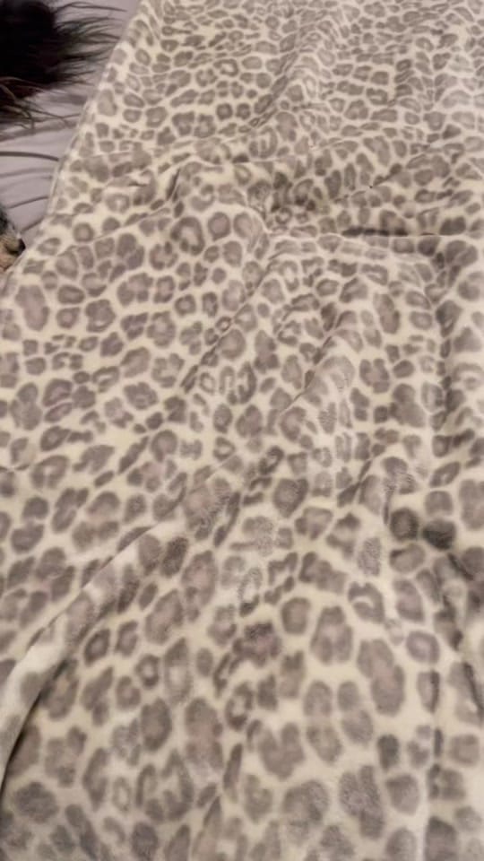 Post 3 by Truman the Bernedoodle on TikTok (video)