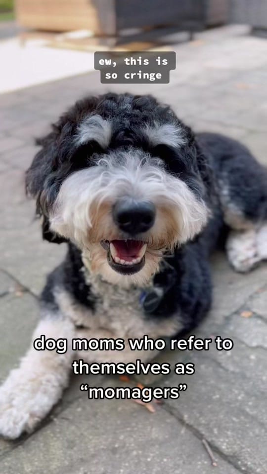 Post 9 by Truman the Bernedoodle on TikTok (video)