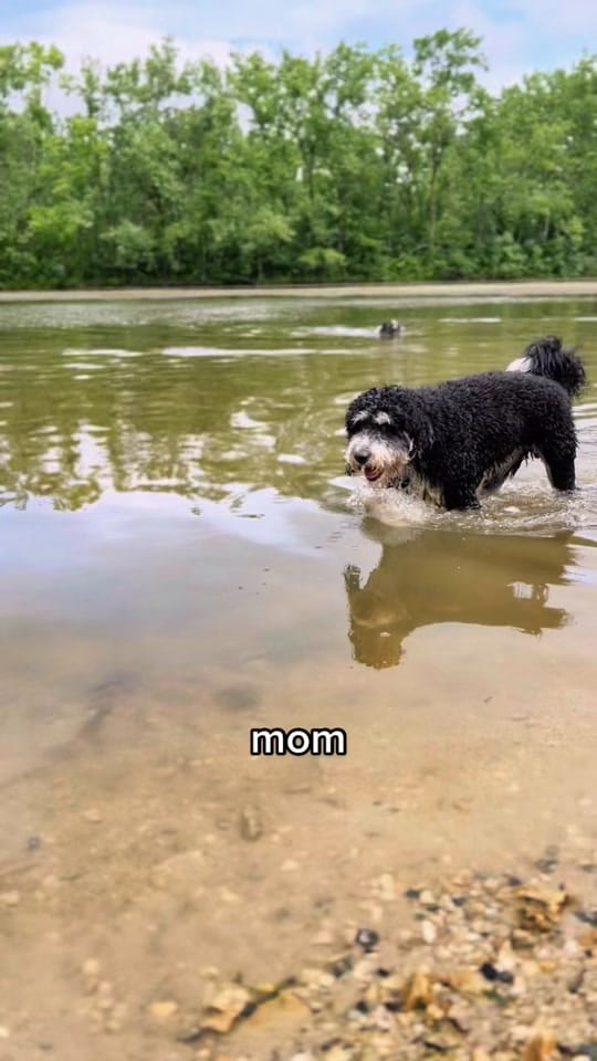 Post 10 by Truman the Bernedoodle on TikTok (video)