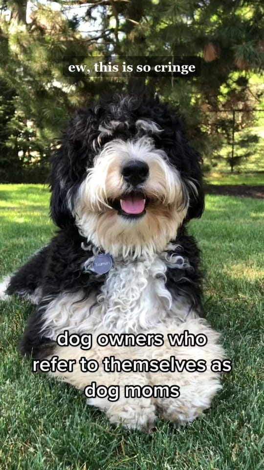 Post 6 by Truman the Bernedoodle on TikTok (video)