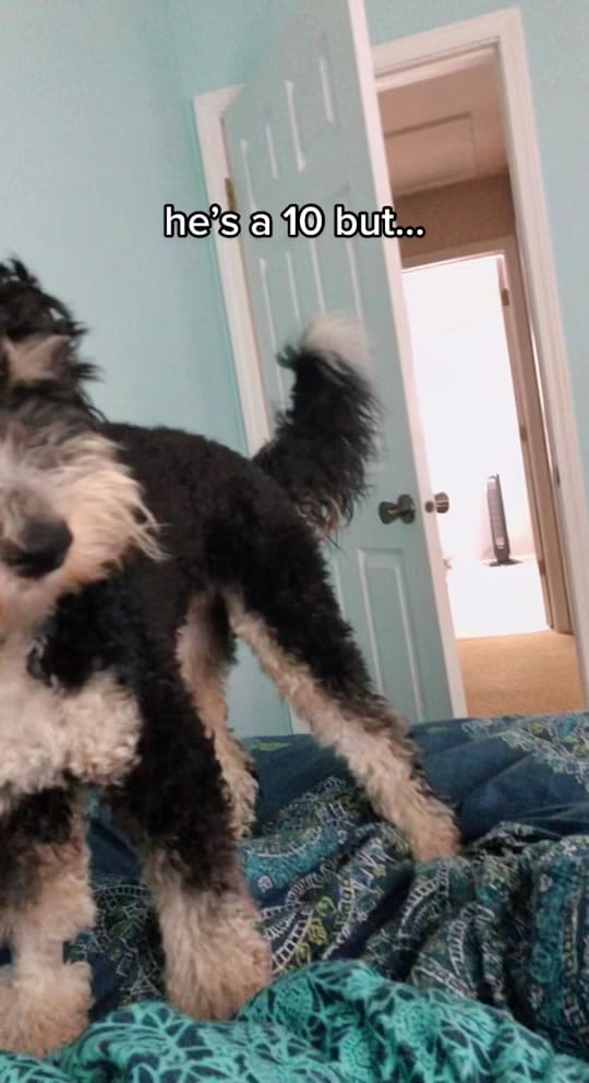 Post 4 by Truman the Bernedoodle on TikTok (video)
