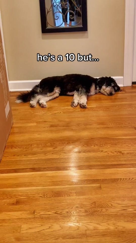 Post 8 by Truman the Bernedoodle on TikTok (video)