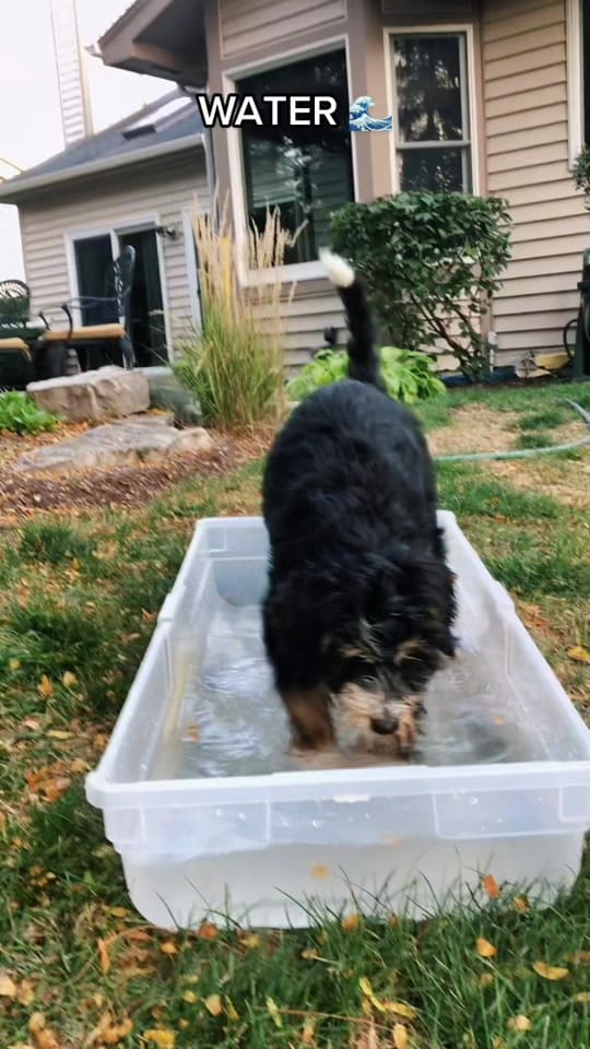 Post 5 by Truman the Bernedoodle on TikTok (video)