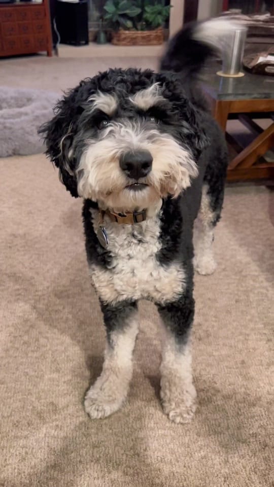 Post 1 by Truman the Bernedoodle on TikTok (video)