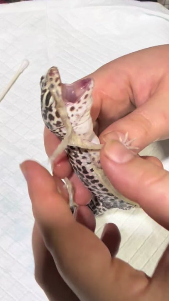 Post 3 by Small n Furry Rescue on TikTok (video)