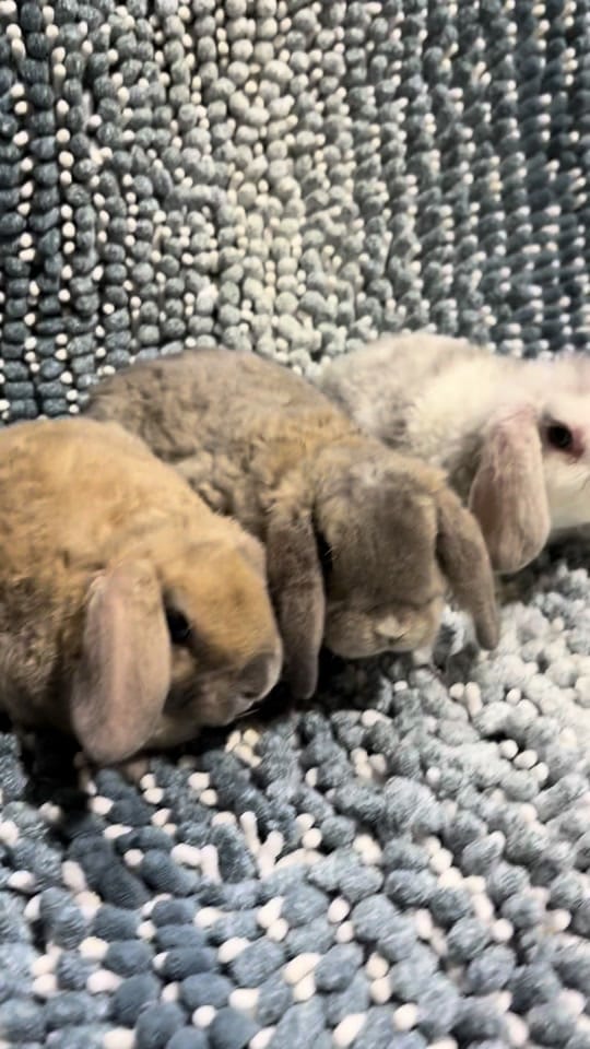 Post 2 by Small n Furry Rescue on TikTok (video)