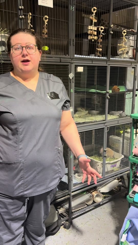 Post 1 by Small n Furry Rescue on TikTok (video)