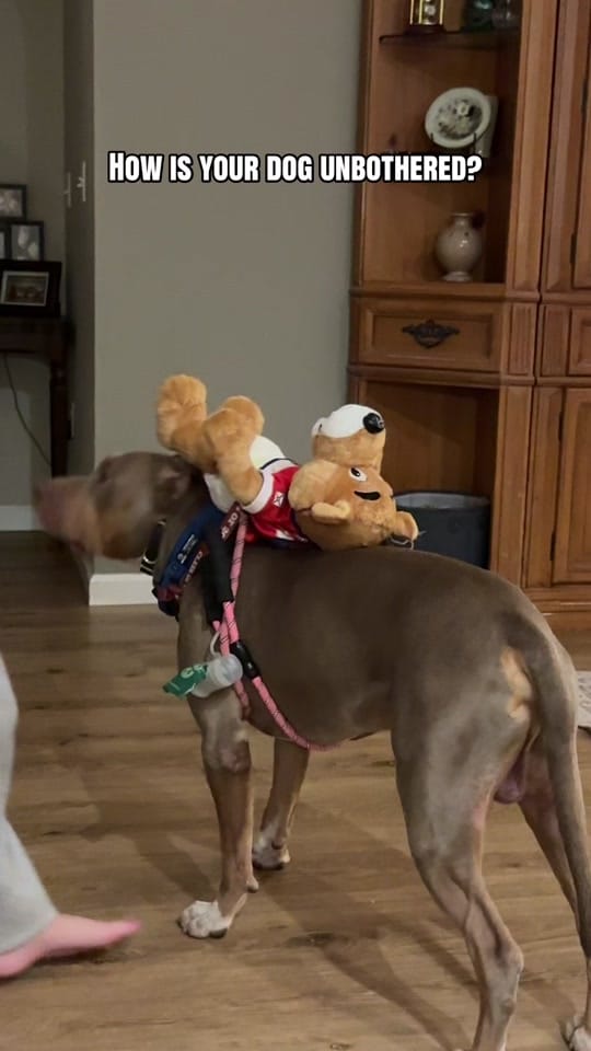 Post 7 by builtbypack on TikTok (video)