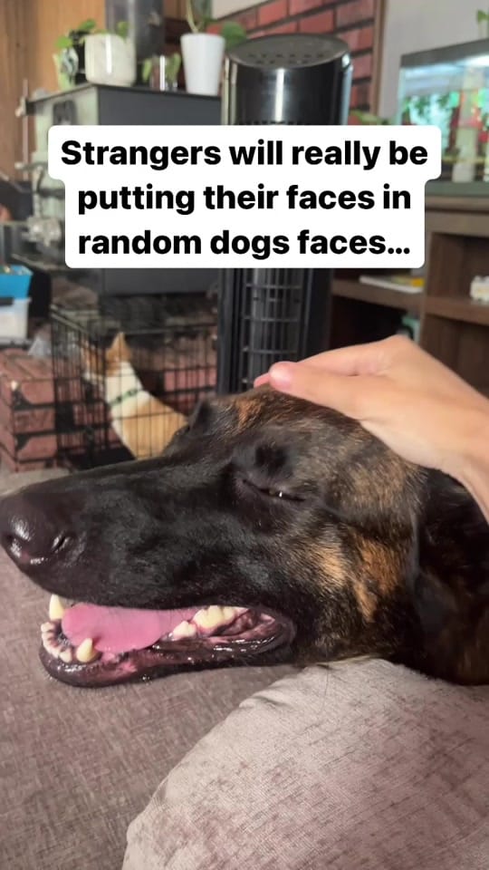 Post 6 by The Dog Trainer Couple on TikTok (video)