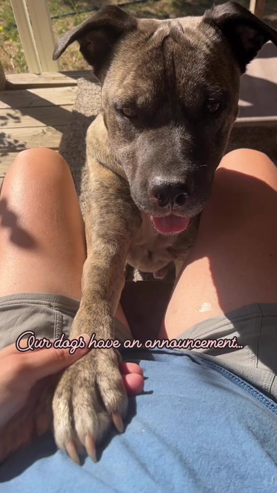 Post 2 by The Dog Trainer Couple on TikTok (video)