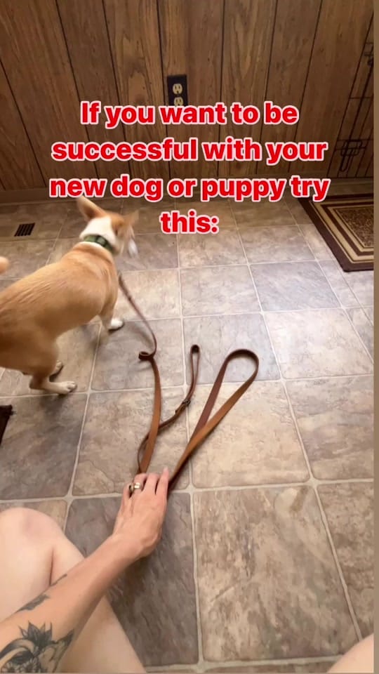 Post 5 by The Dog Trainer Couple on TikTok (video)