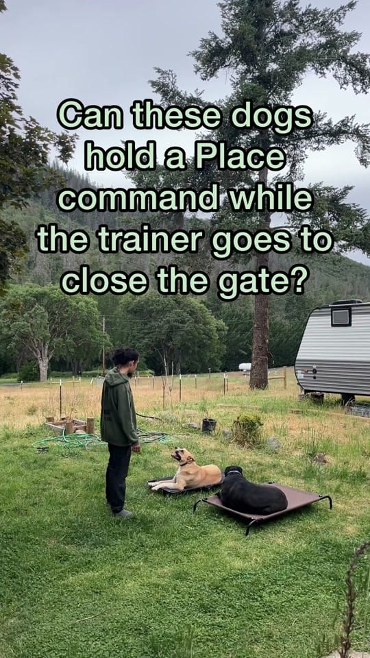 Post 8 by The Dog Trainer Couple on TikTok (video)