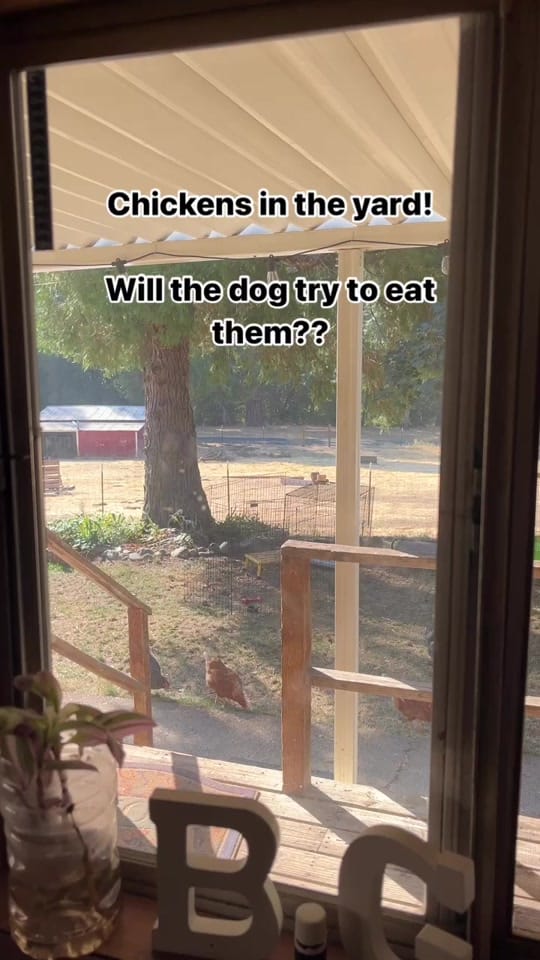 Post 1 by The Dog Trainer Couple on TikTok (video)