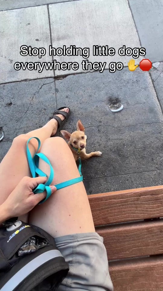 Post 7 by The Dog Trainer Couple on TikTok (video)