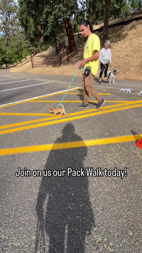 Post 9 by The Dog Trainer Couple on TikTok (video)