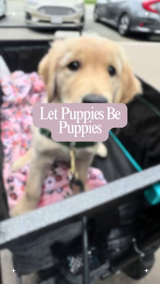 Post 6 by Pluto The Service Dog on TikTok (video)