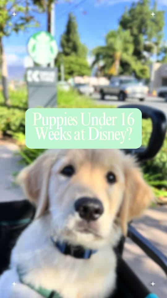 Post 3 by Pluto The Service Dog on TikTok (video)