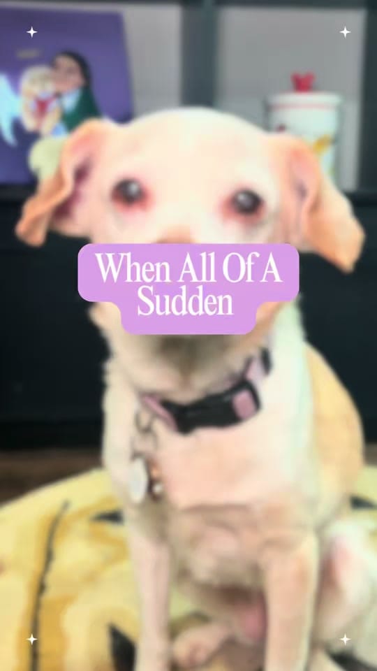 Post 4 by Pluto The Service Dog on TikTok (video)