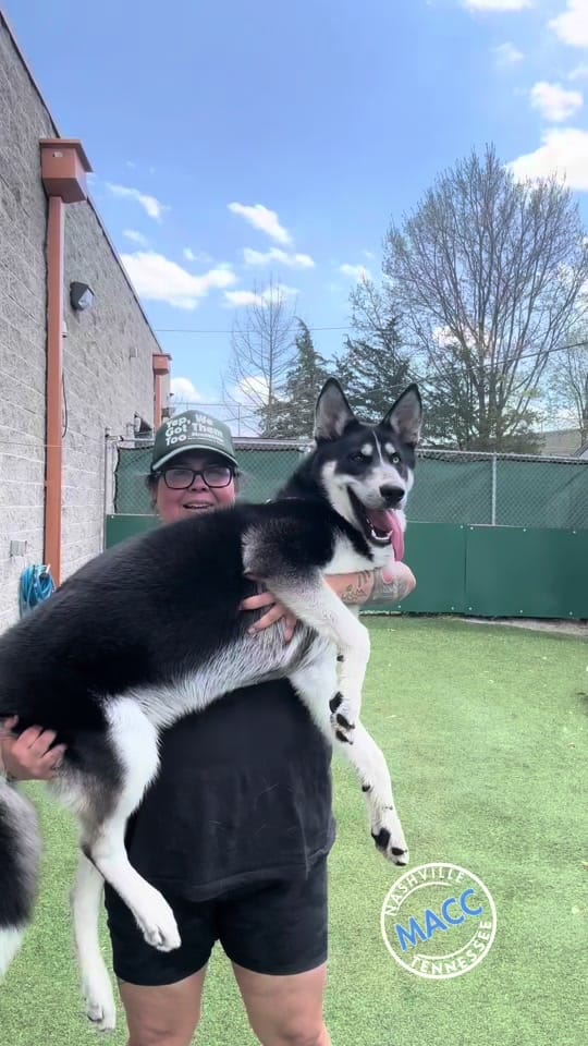 Post 5 by Puptography by Adrian Budnick on TikTok (video)