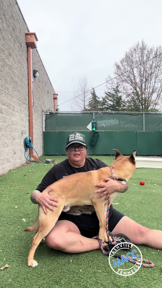 Post 1 by Puptography by Adrian Budnick on TikTok (video)
