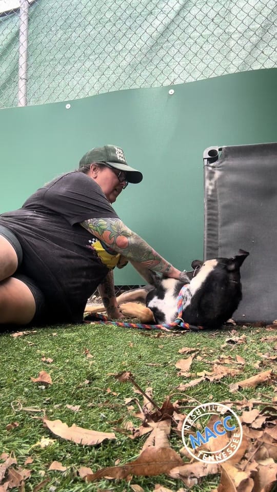 Post 7 by Puptography by Adrian Budnick on TikTok (video)