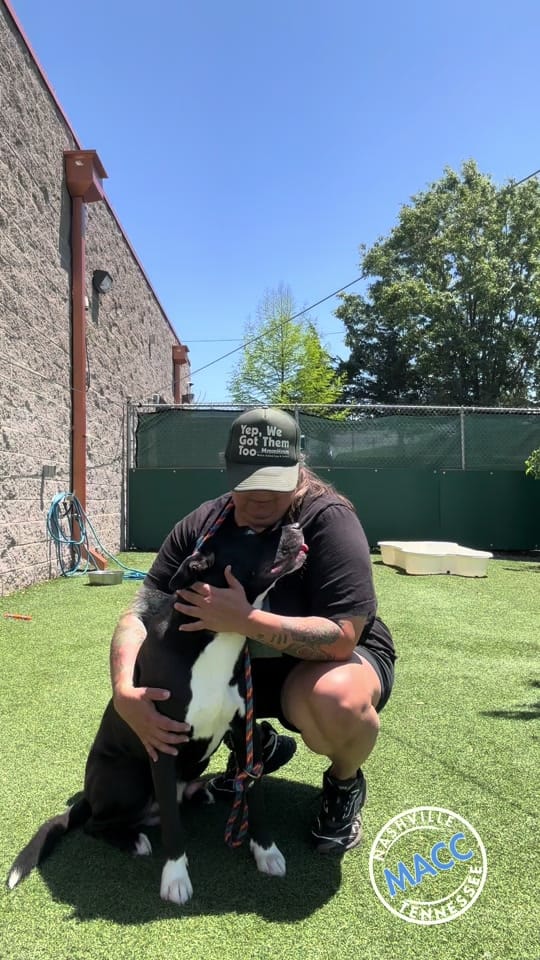 Post 8 by Puptography by Adrian Budnick on TikTok (video)