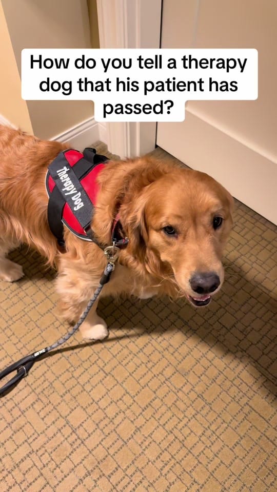 Post 8 by somanypets on TikTok (video)