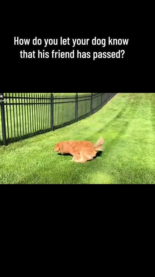 Post 9 by somanypets on TikTok (video)