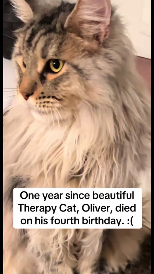 Post 3 by somanypets on TikTok (video)