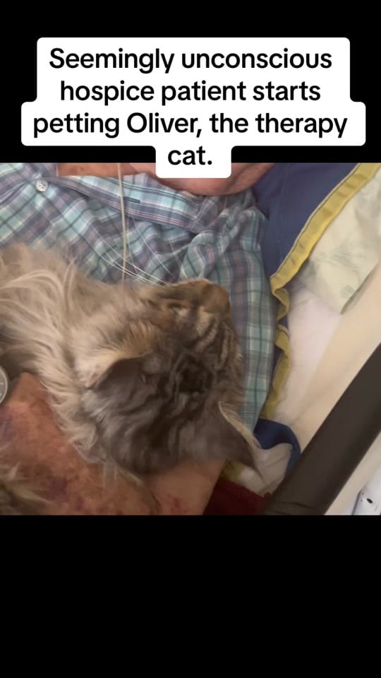 Post 10 by somanypets on TikTok (video)