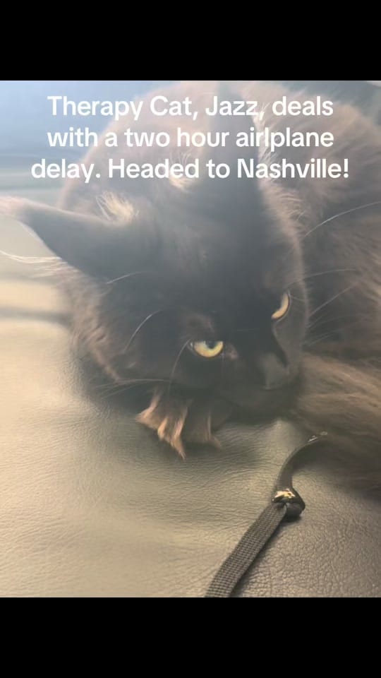Post 2 by somanypets on TikTok (video)