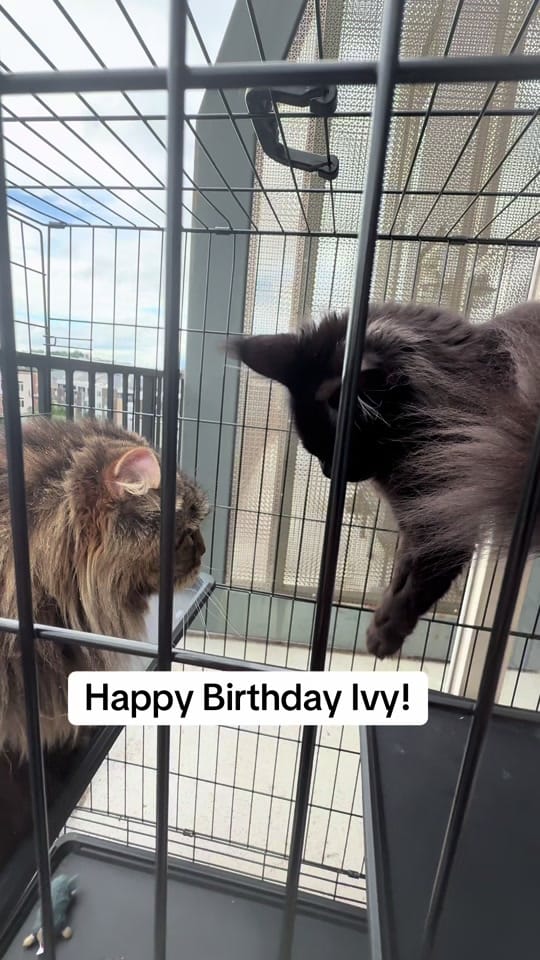 Post 4 by somanypets on TikTok (video)