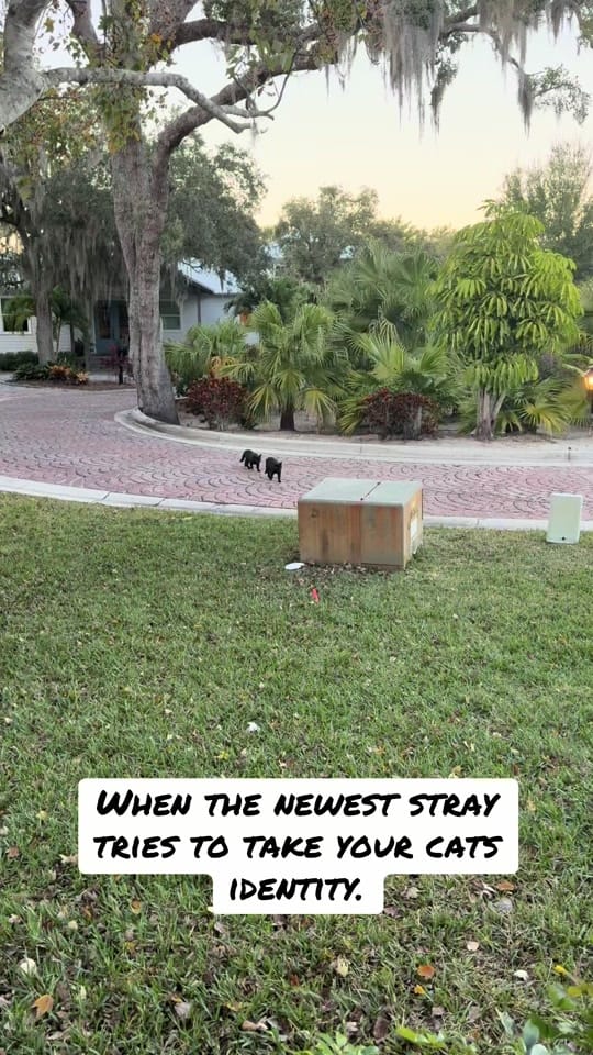 Post 4 by Florida Title Girl on TikTok (video)