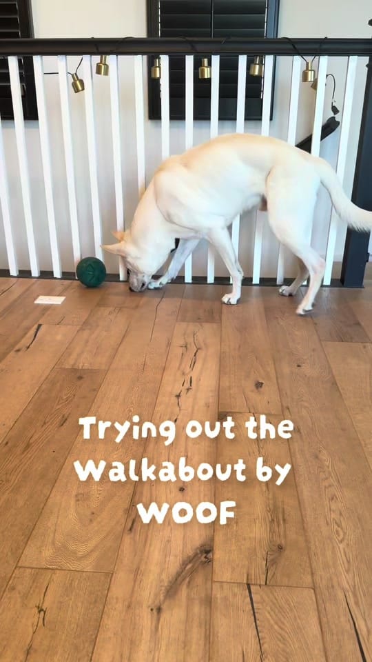 Post 4 by BOLT on TikTok (video)