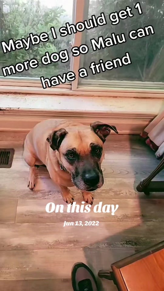 Post 5 by Inside Out Dog Training on TikTok (video)