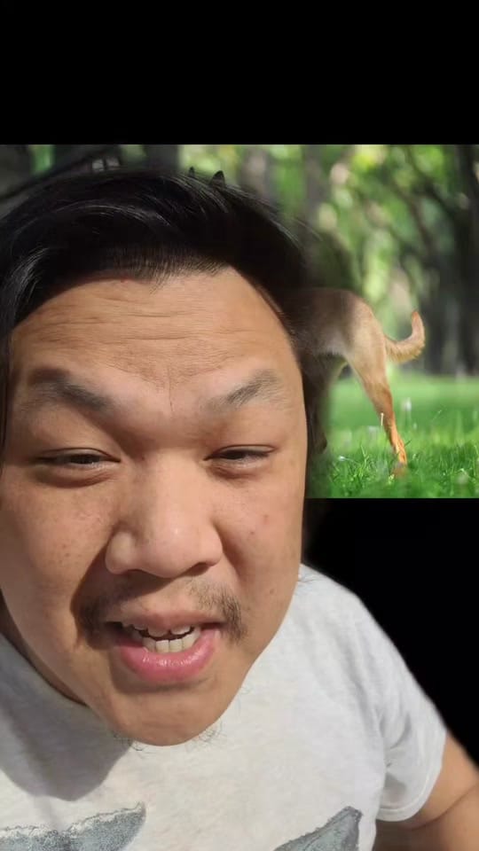 Post 10 by Inside Out Dog Training on TikTok (video)
