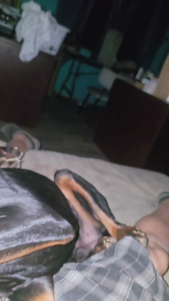 Post 4 by Inside Out Dog Training on TikTok (video)
