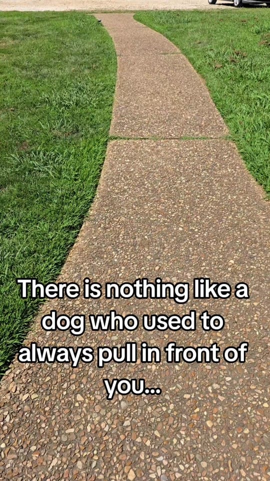 Post 9 by Inside Out Dog Training on TikTok (video)